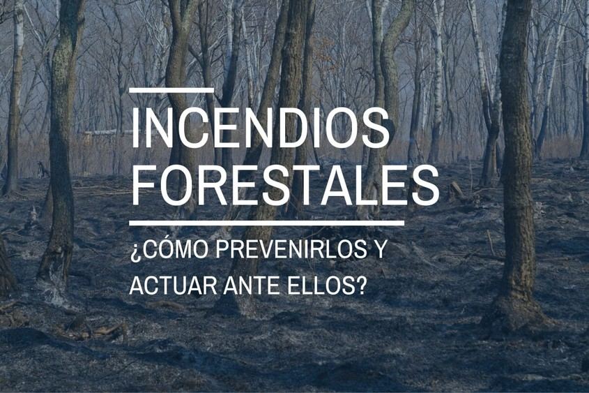 Prevención y acción ante incendios forestales en verano