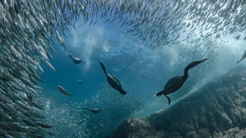 Compromisos globales para proteger los océanos tras la cumbre de Niza