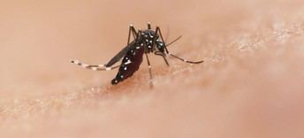 América Latina enfrenta brotes de chikunguña y expansión del Oropouche, urge mejorar control vectorial