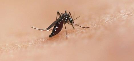 América Latina enfrenta brotes de chikunguña y expansión del Oropouche, urge mejorar control vectorial