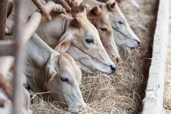 CTAEX lanza estrategia para potenciar el talento en agroalimentación y veterinaria