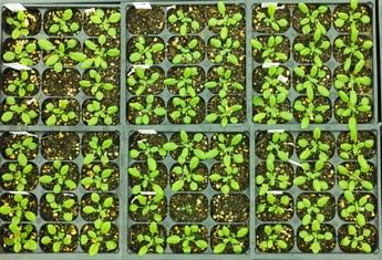 Nuevas vacunas para plantas mejoran su resistencia sin alterar sus genes