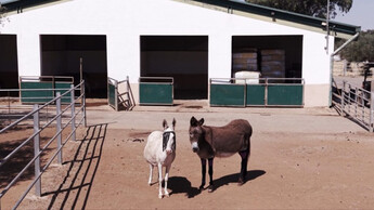 ‘El escarabajo verde’ analitza les sis races autòctones de rucs amenaçades d’Espanya