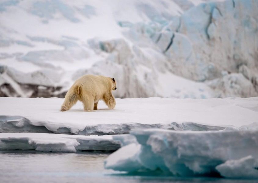 Colt y Arctic Arts: Unidos por la acción climática