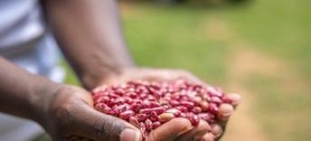 El cambio climático amenaza la producción de alimentos a nivel global