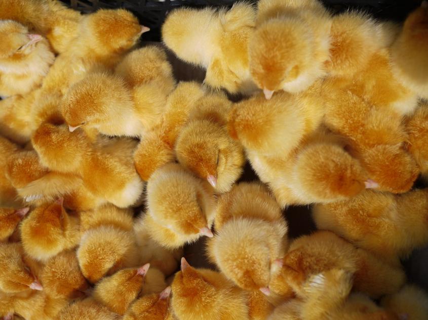 Aves de cría en España serán confinadas para prevenir la influenza aviar