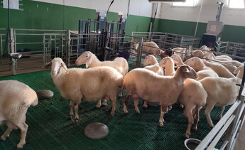 Investigadores de la ULE encuentran alternativa local a la soja para alimentar ovejas lecheras