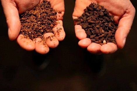 ITG impulsa la cría de insectos con IA y tecnología cuántica