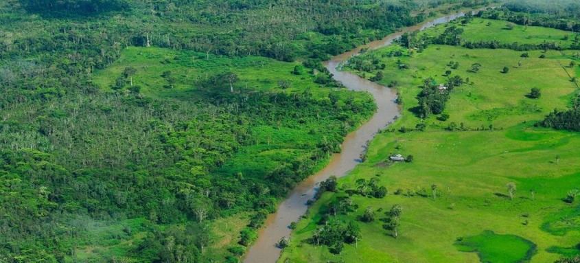 La deforestación global disminuye, pero los bosques siguen amenazados