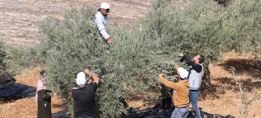 Aumentan los ataques a la cosecha de aceitunas en Cisjordania en medio de la anexión israelí