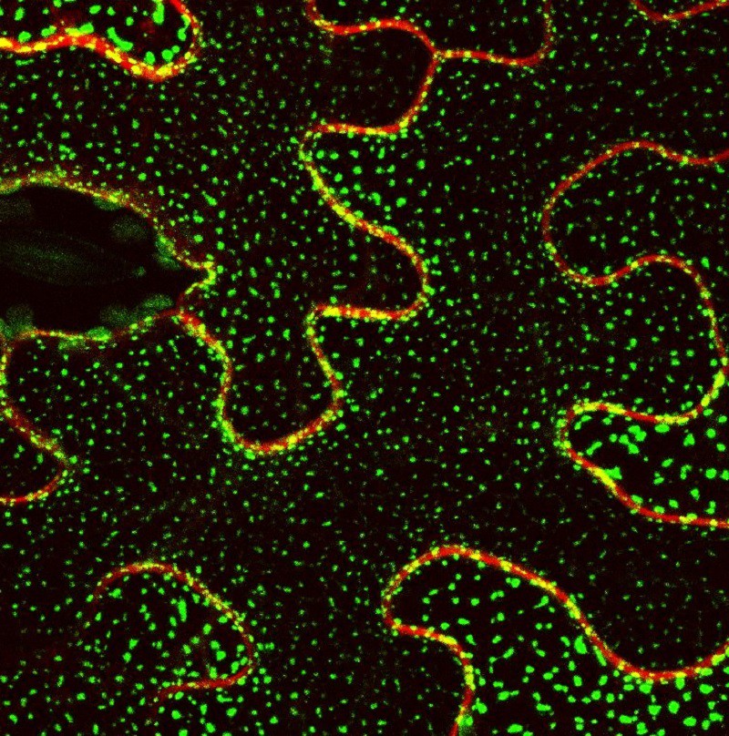 Descubren cómo las plantas se adaptan al estrés ambiental mediante un nuevo mecanismo molecular
